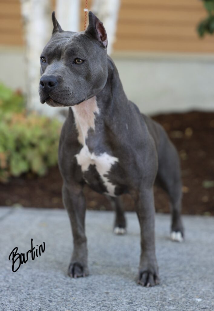 top american pit bull terrier breeder in the usa