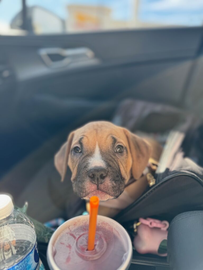 best pit bull terrier breeder in the usa