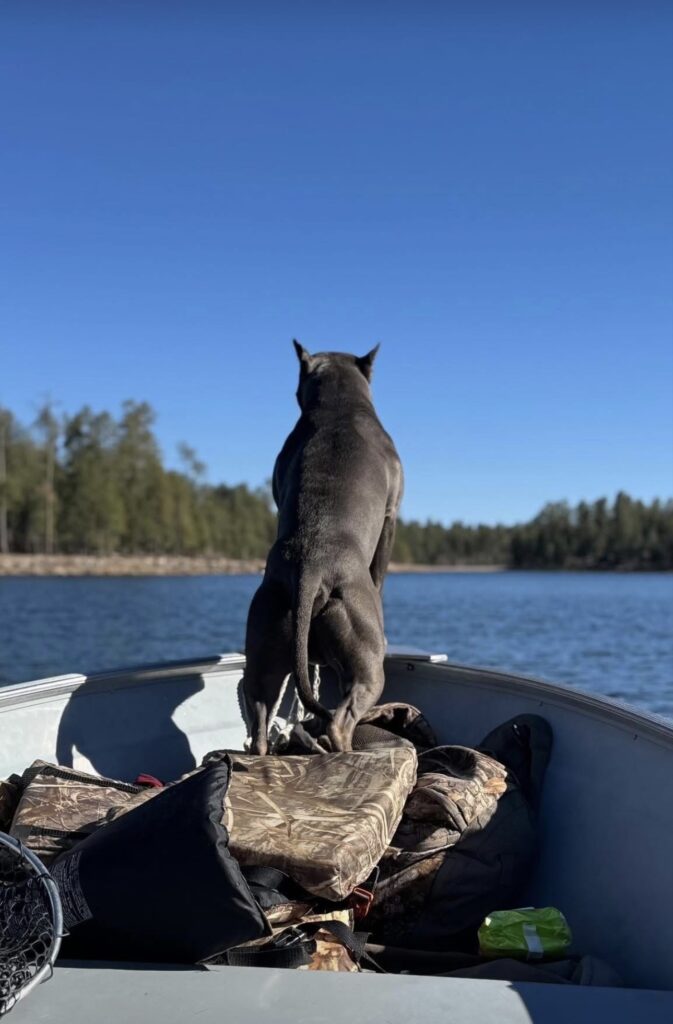 top american pit bull terrier breeder in the usa