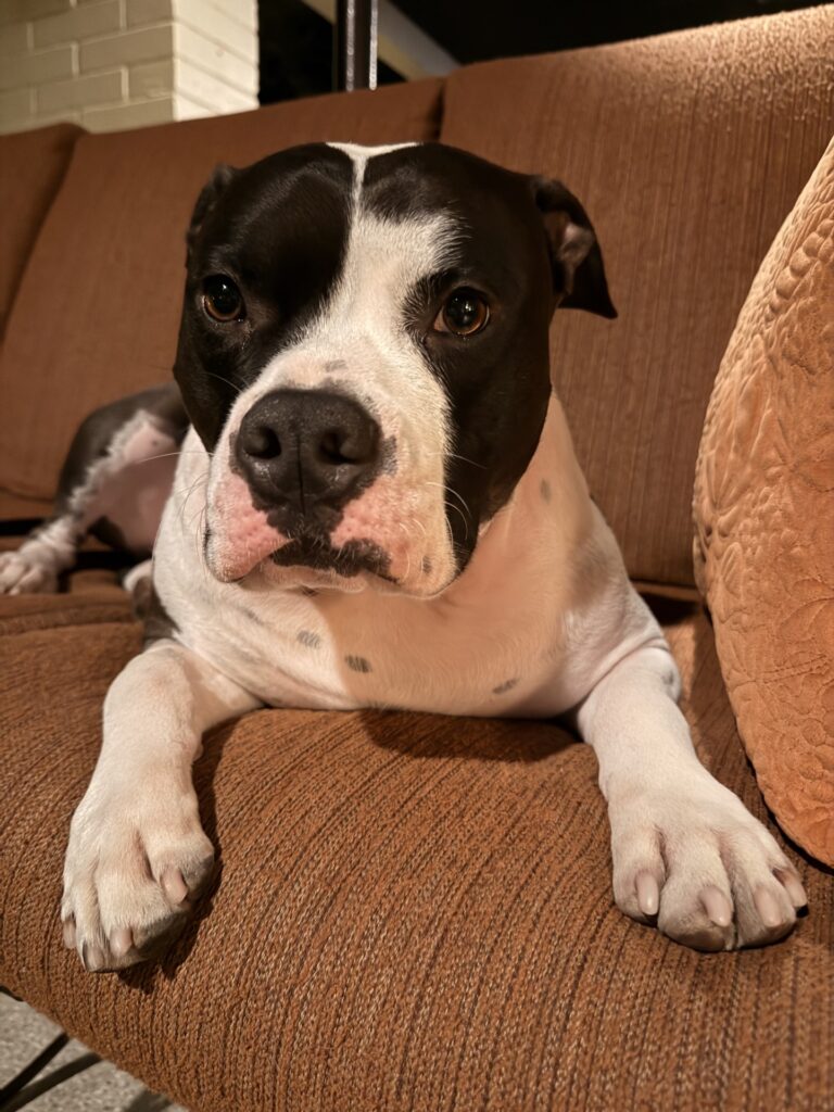 top pit bull terrier breeder in the usa