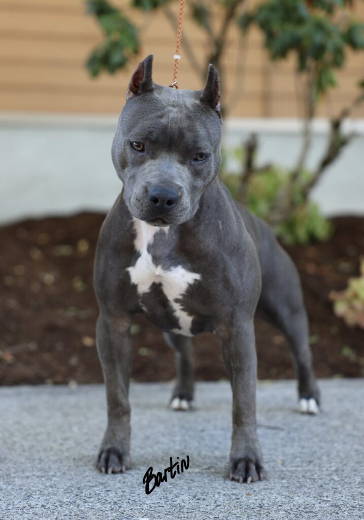 top american pit bull terrier breeder in the usa
