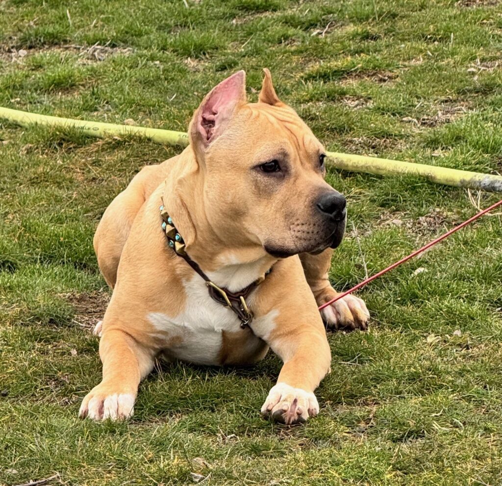 top american pit bull terrier breeder in the usa