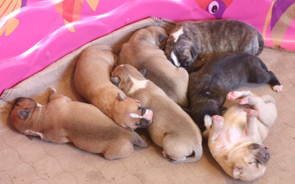 best pit bull terrier breeder in the usa