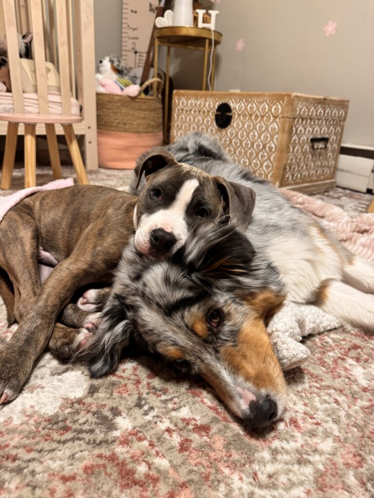 best pit bull terrier breeder in the usa