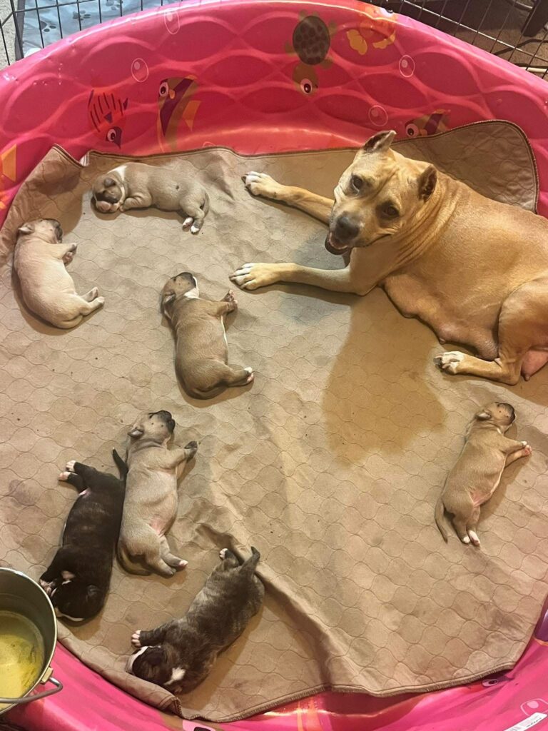 best pit bull terrier breeder in the usa