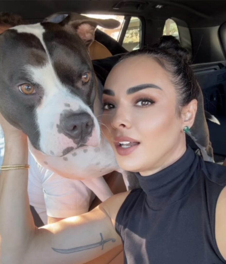 best pit bull terrier breeder in the usa