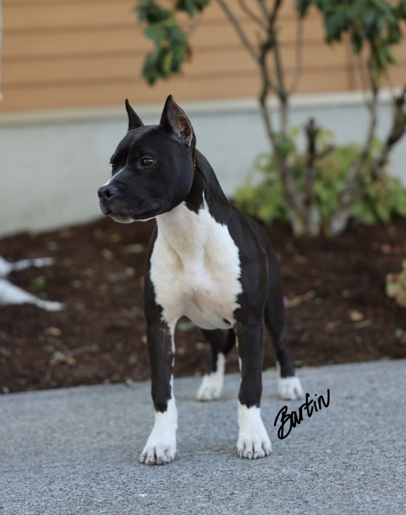 best pit bull terrier breeder in the usa