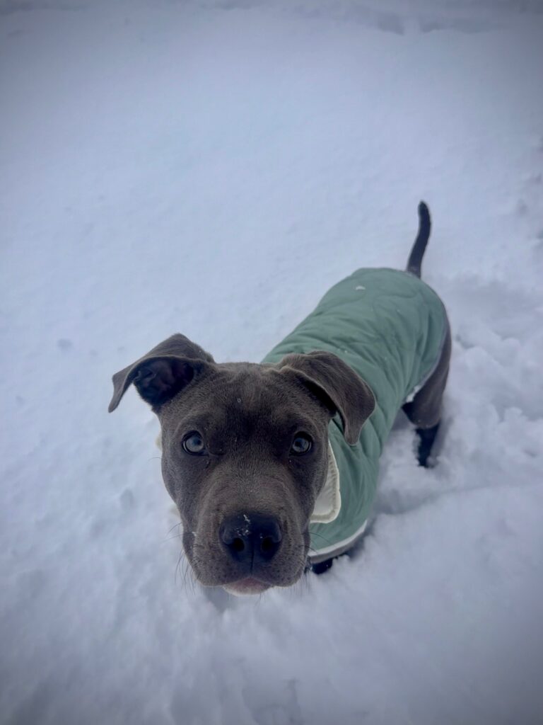 number one pitbull breeder in the usa