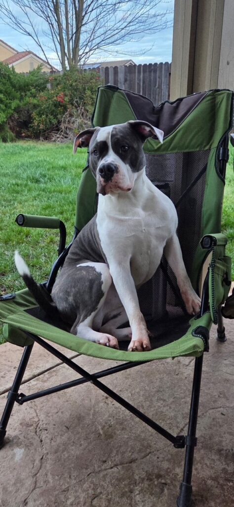 number one pitbull breeder in the usa