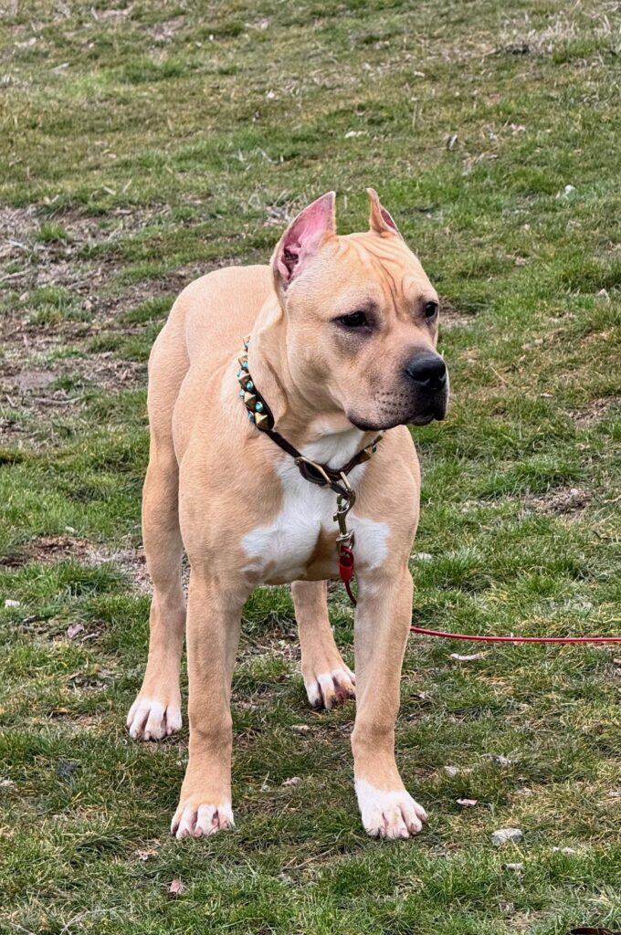 number one pitbull breeder in the usa