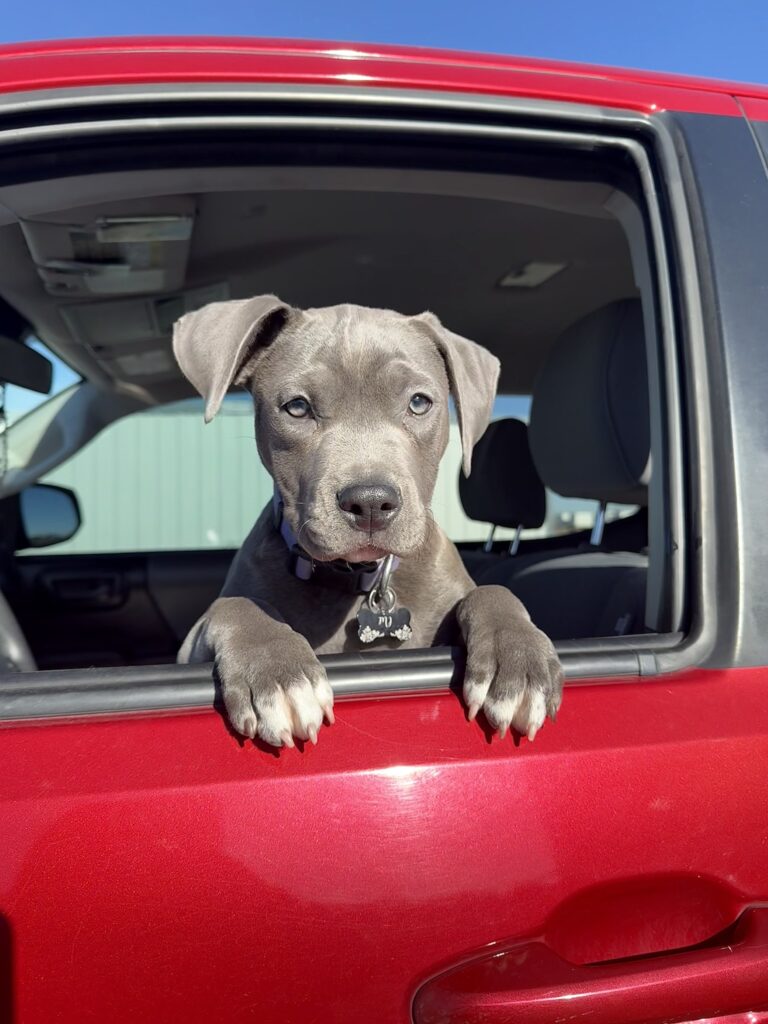 number one pitbull breeder in the usa