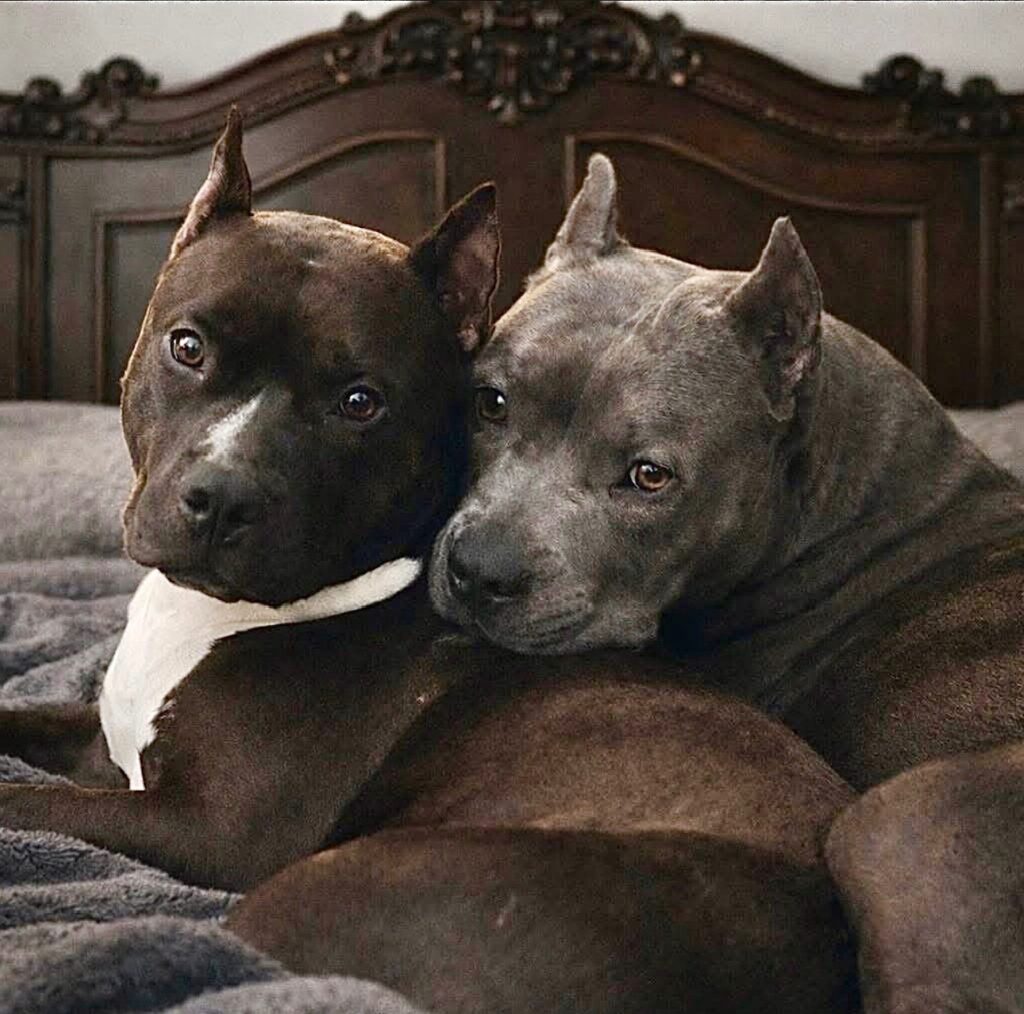 number one pitbull breeder in the usa