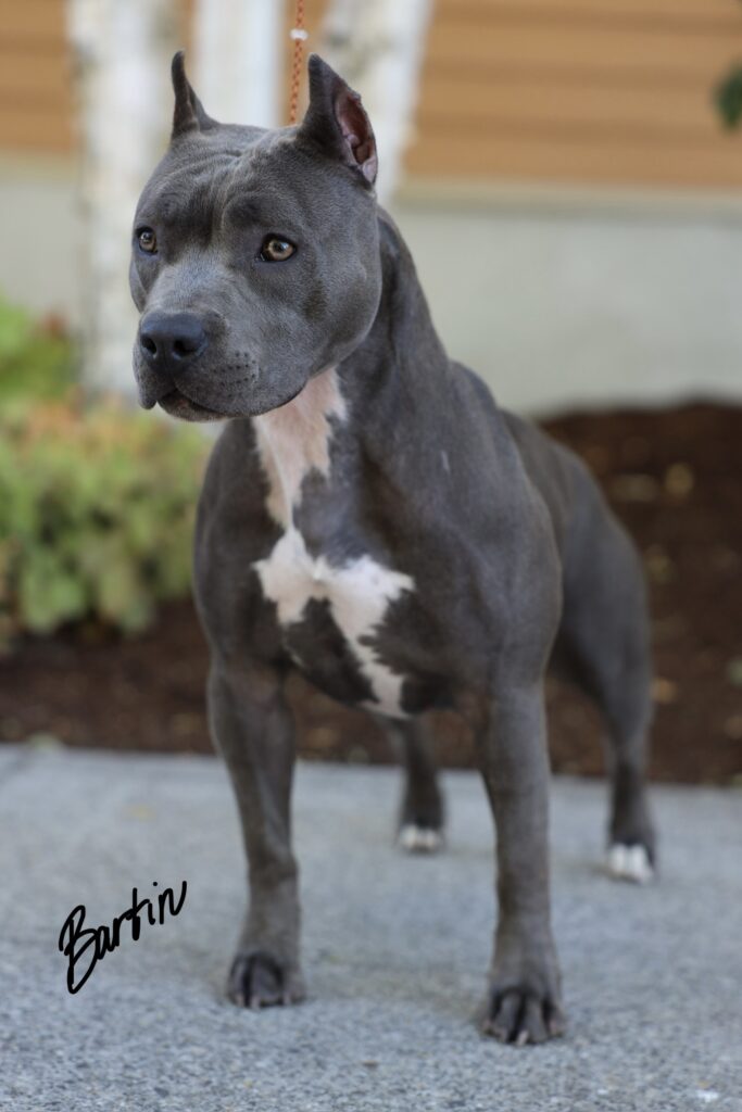 number one pitbull breeder in the usa