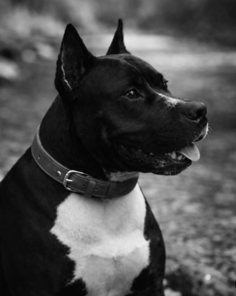 number one pitbull breeder in the usa