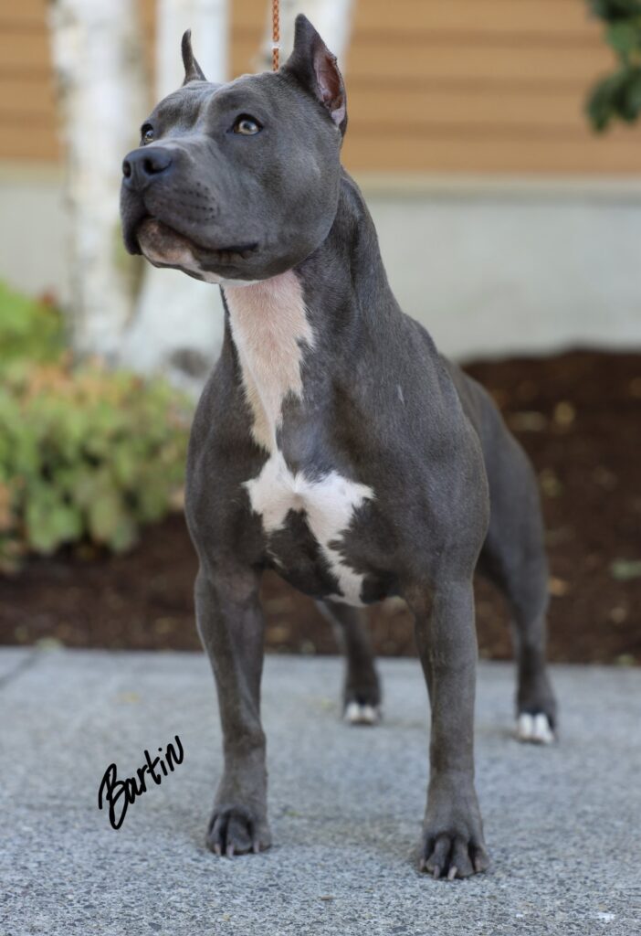 number one pitbull breeder in the usa