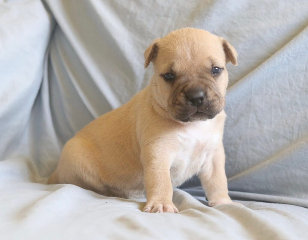 number one pitbull breeder in the usa