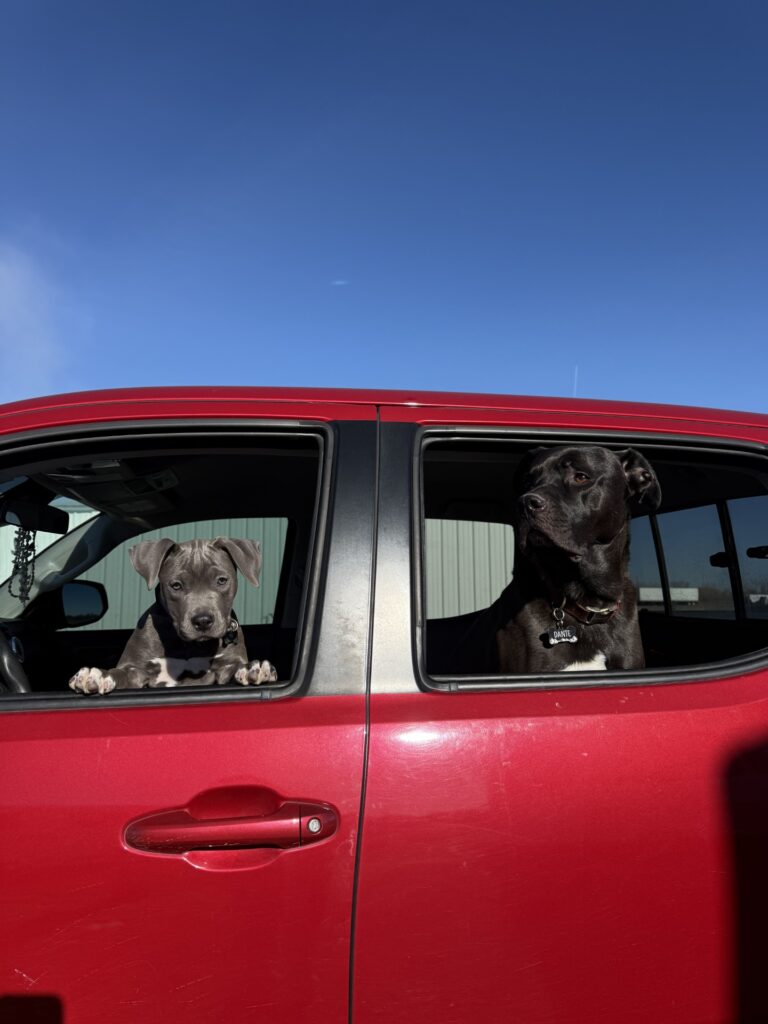 number one pitbull breeder in the usa