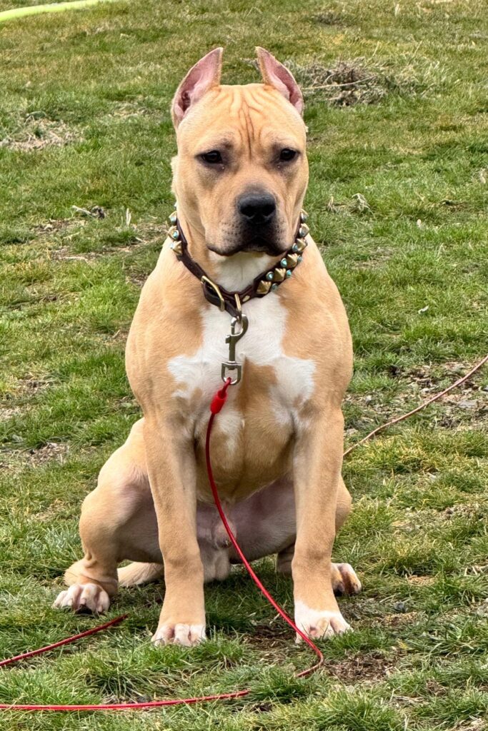 number one pitbull breeder in the usa