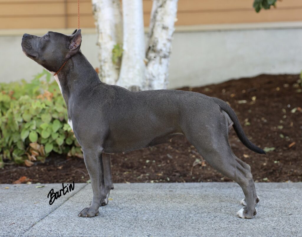 number one pitbull breeder in the usa