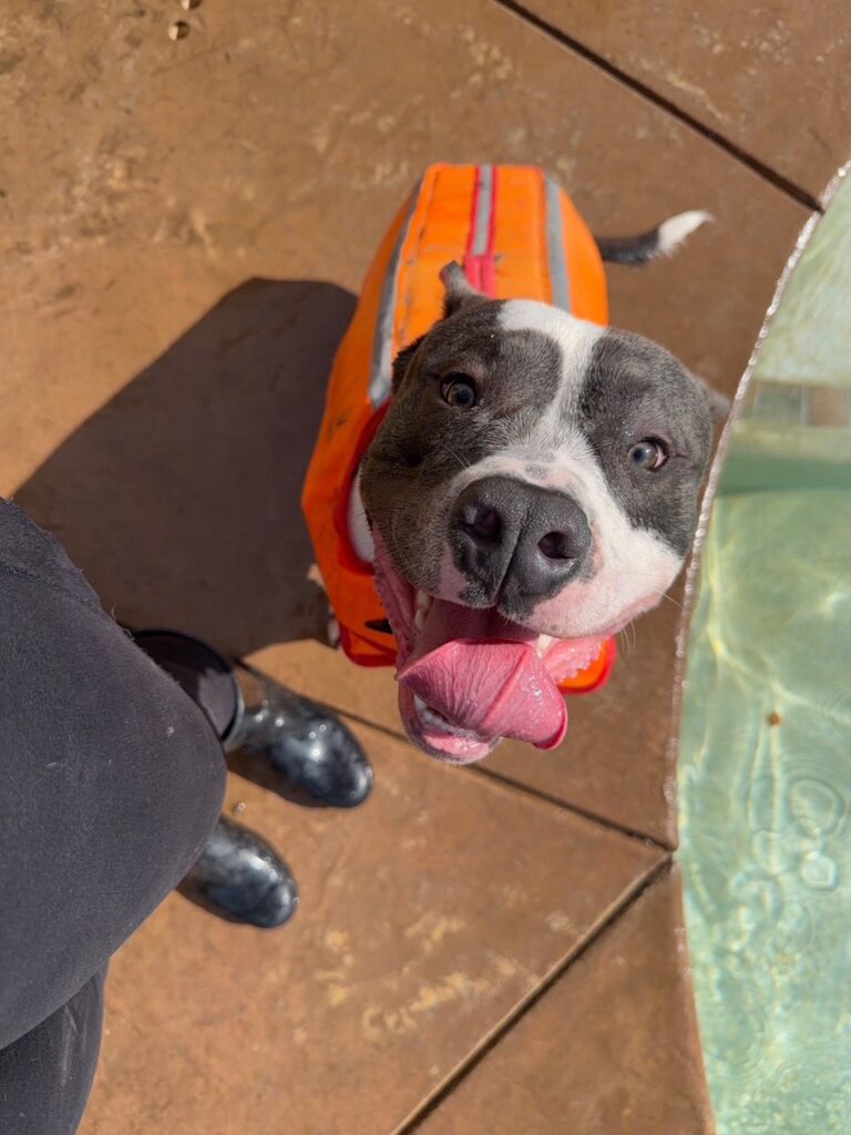 number one pitbull breeder in the usa