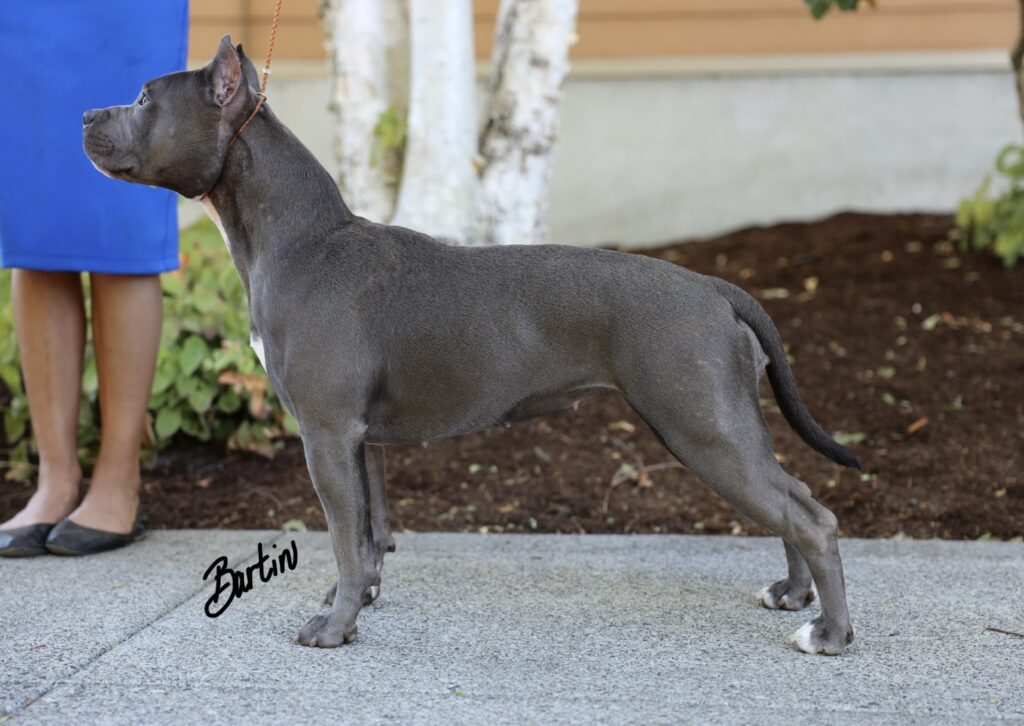 number one pitbull breeder in the usa