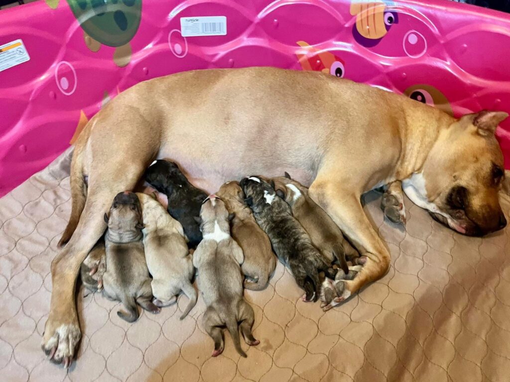 number one pitbull breeder in the usa