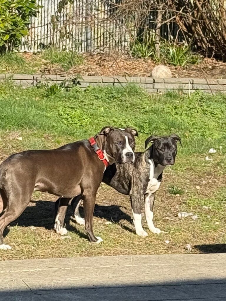 number one pitbull breeder in the usa