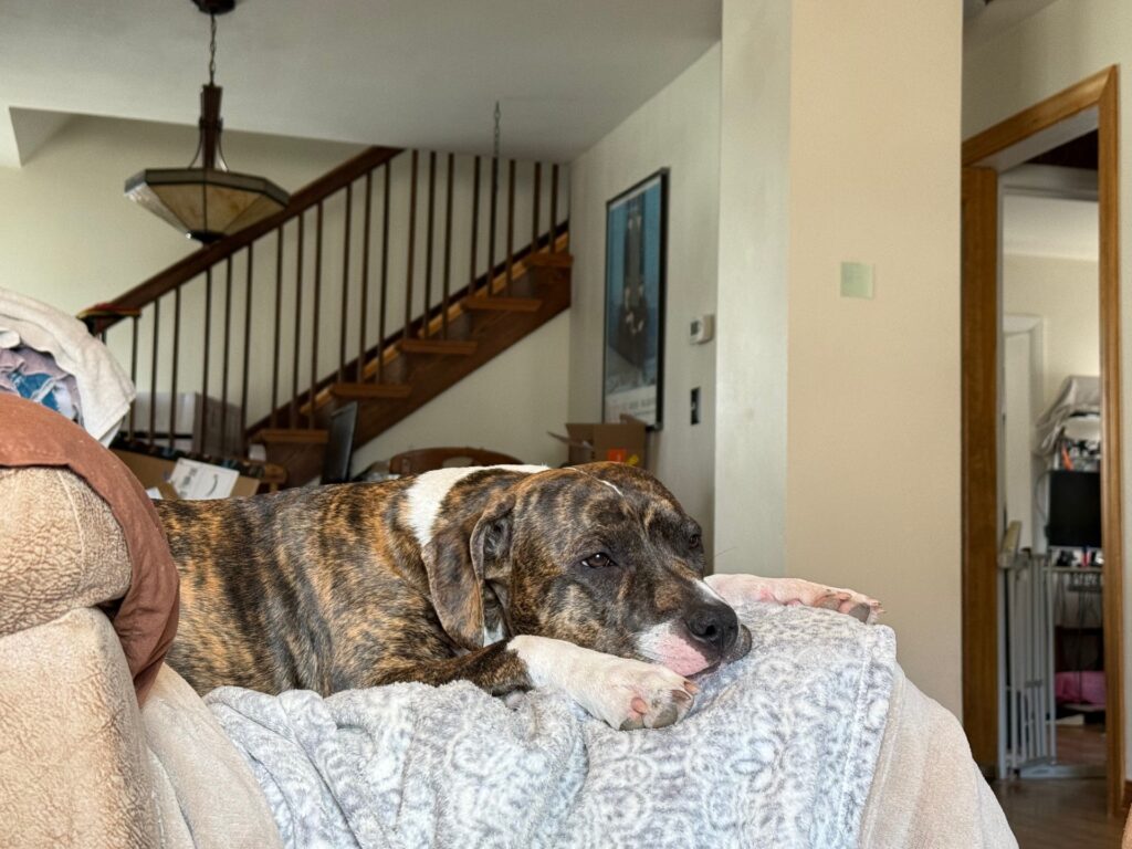 number one pitbull breeder in the usa