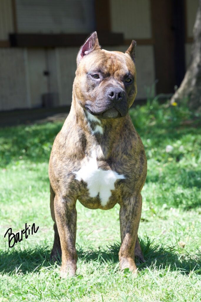 number one original pitbull breeder in the usa