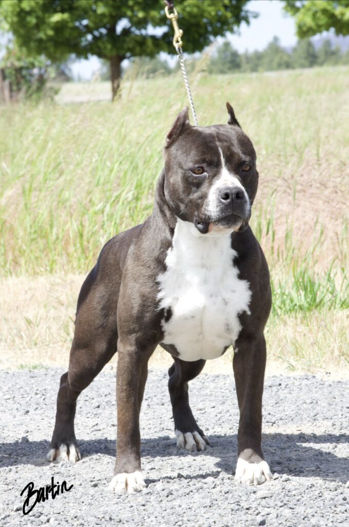 Champion american pit bull terrier stud dog