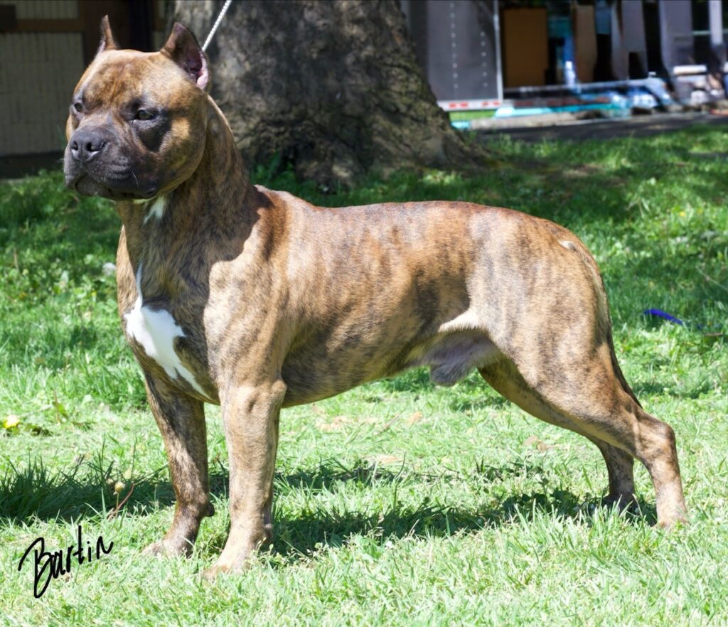 number one original pitbull breeder in the usa