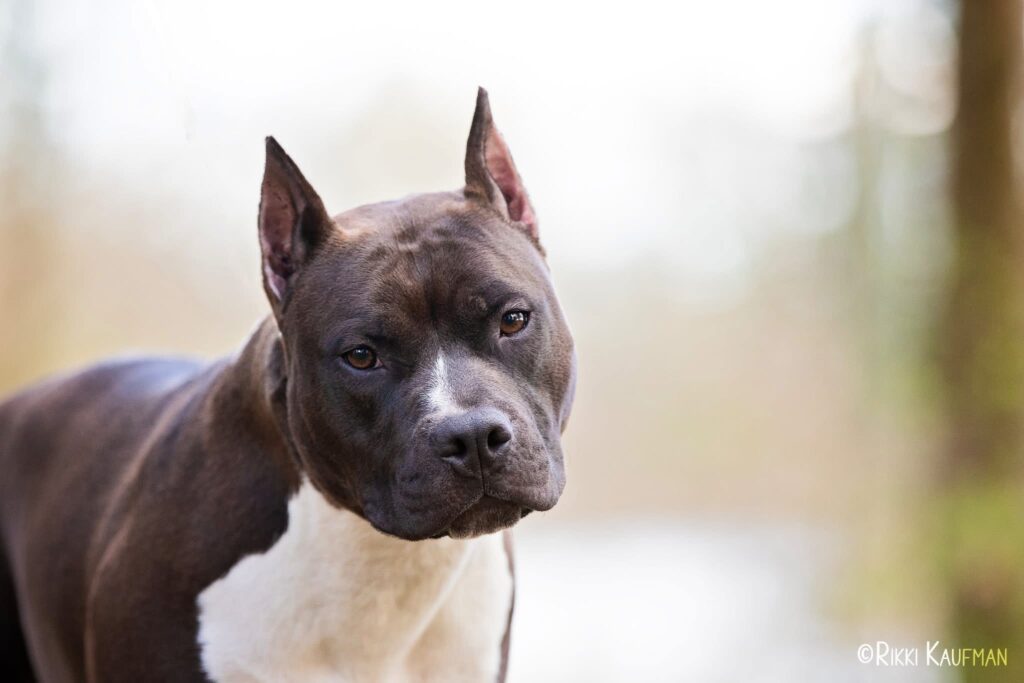 number one original pitbull breeder in the usa