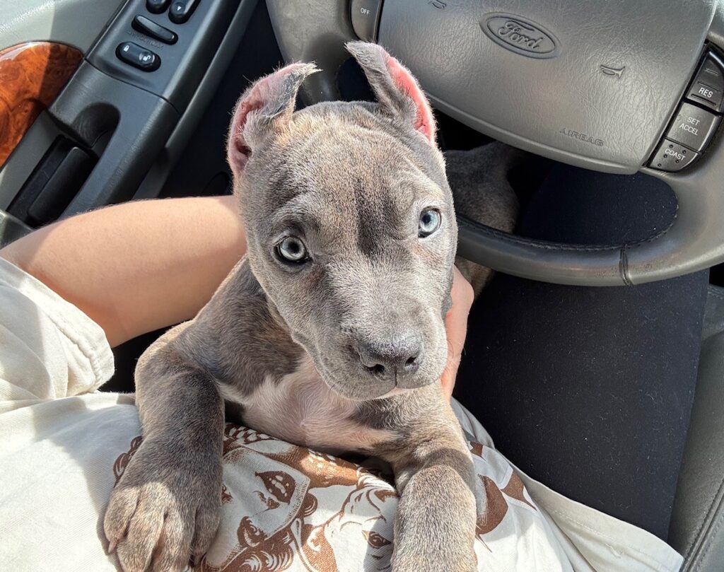 number one original pitbull breeder in the usa