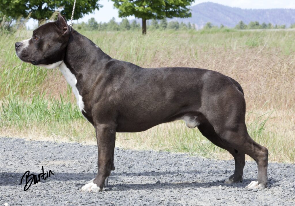Champion american pit bull terrier stud dog