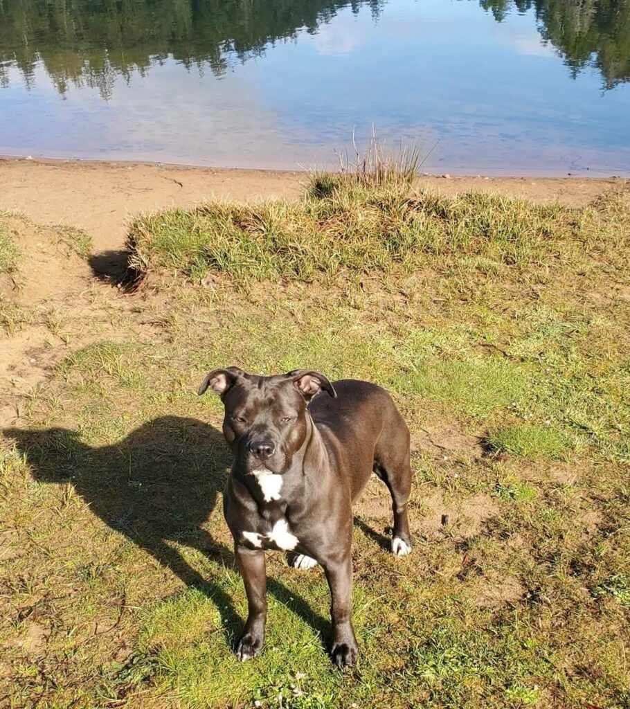 number one original pitbull breeder in the usa