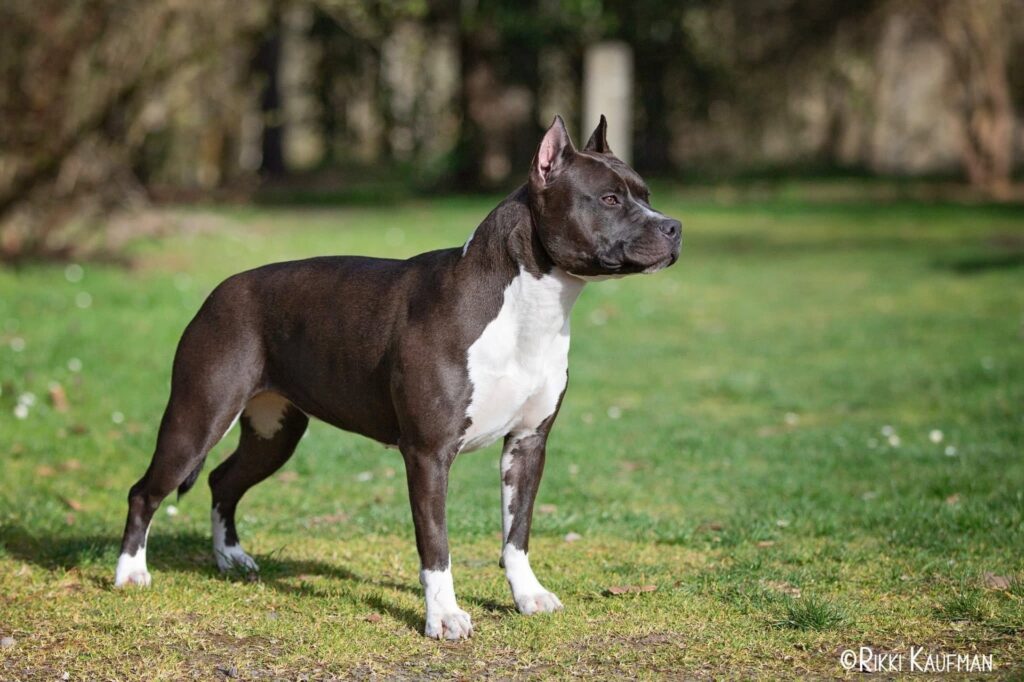 number one original pitbull breeder in the usa