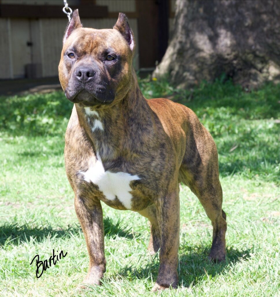 number one original pitbull breeder in the usa