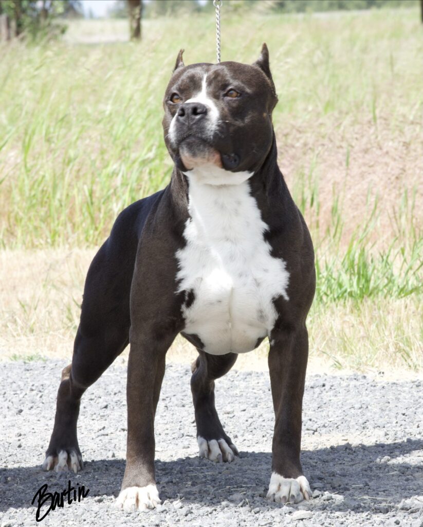 Champion american pit bull terrier stud dog