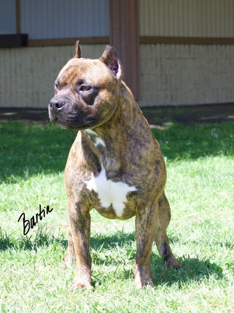 number one original pitbull breeder in the usa