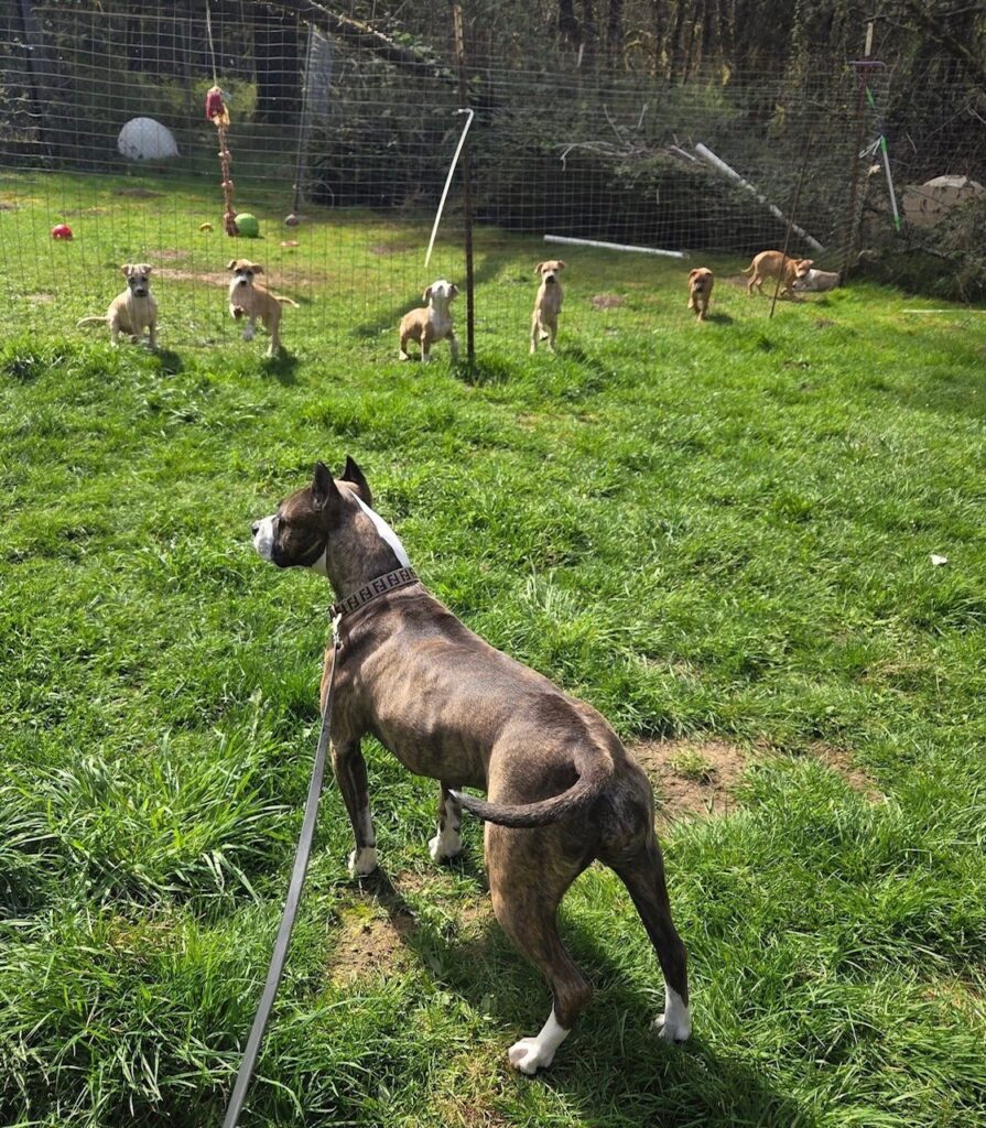 number one original pitbull breeder in the usa