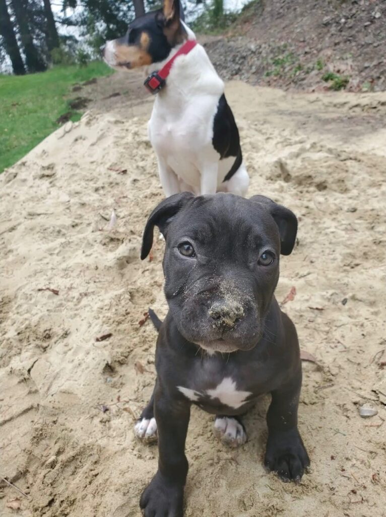 number one original pitbull breeder in the usa