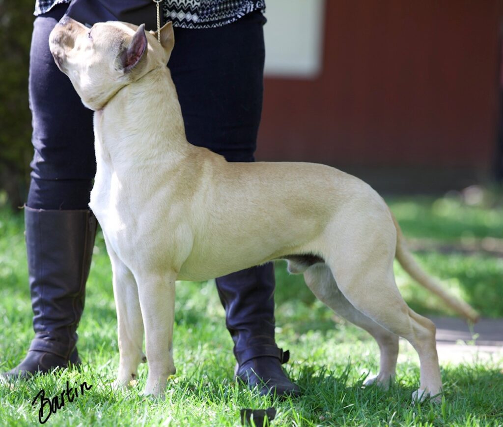 number one original pitbull breeder in the usa