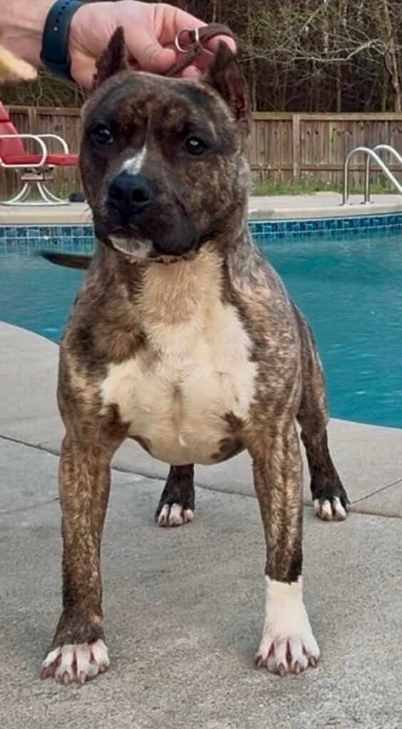 number one original pitbull breeder in the usa