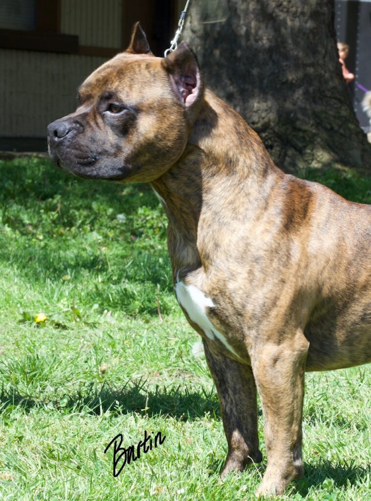 number one original pitbull breeder in the usa