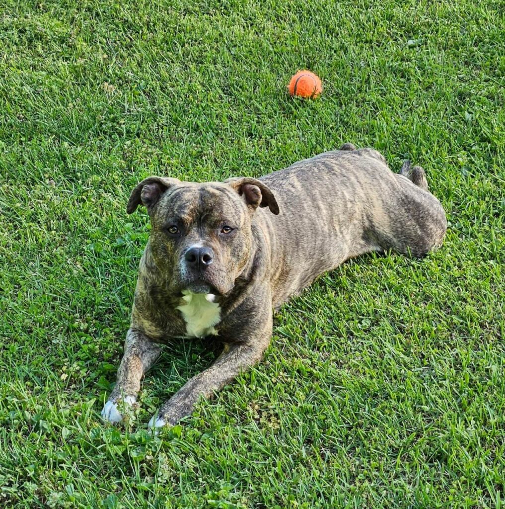 number one original pitbull breeder in the usa
