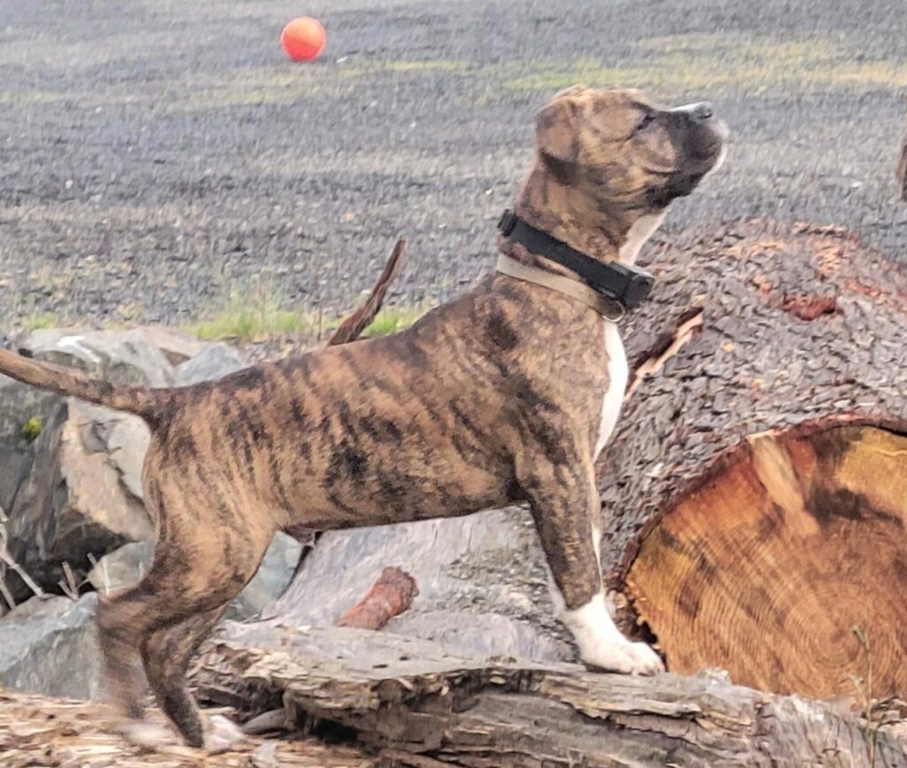 number one original pitbull breeder in the usa