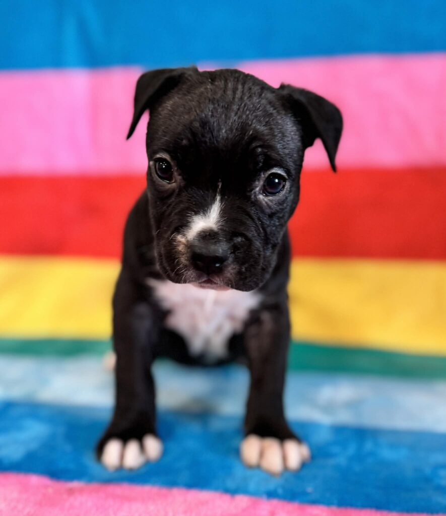 Top quality american pit bull terrier puppies for sale