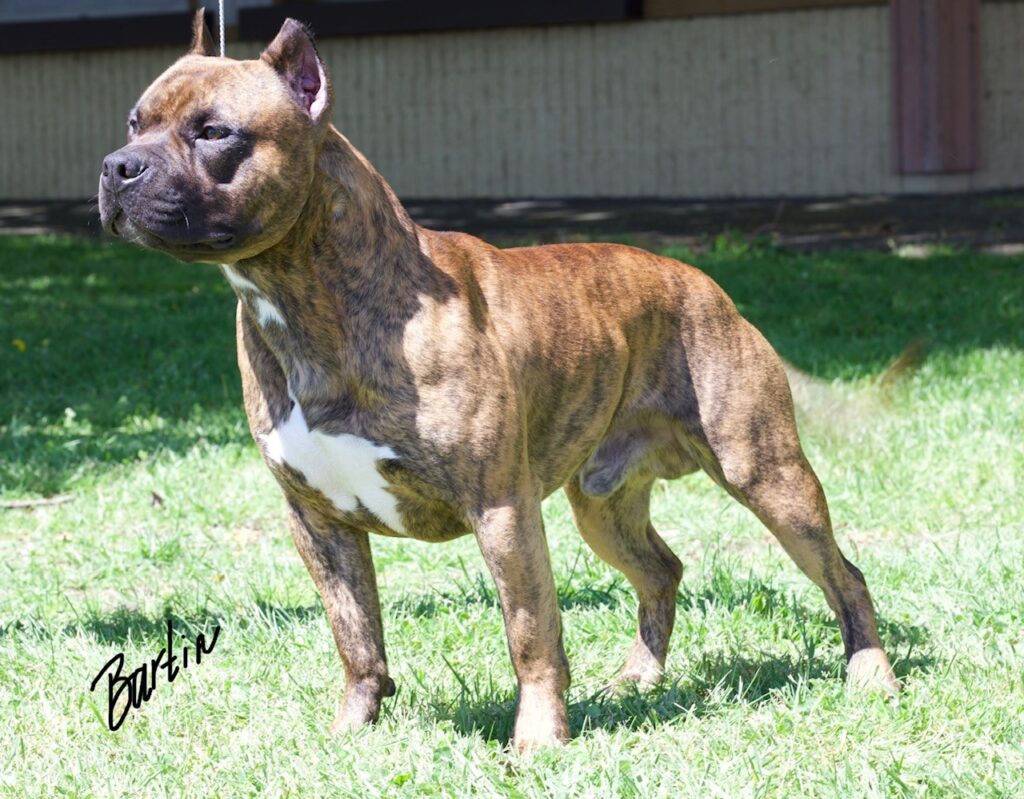 number one original pitbull breeder in the usa