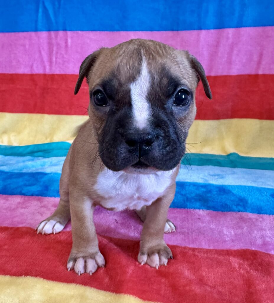 real american pit bull terrier puppies for sale