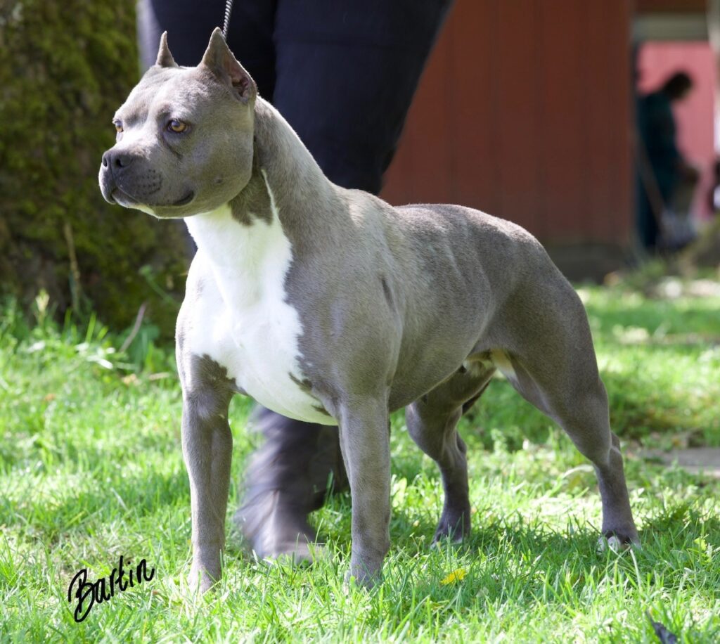 number one original pitbull breeder in the usa